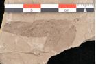 Foto (Detailansicht) von Dothidea acericola Heer (NHMW-GEO-2024-0188-6385)
